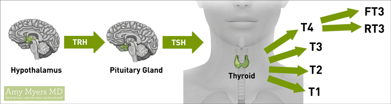 The Thyroid, Hypothalamus, Pituitary Gland, Thyroid Hormones - Infographic - Amy Myers MD®