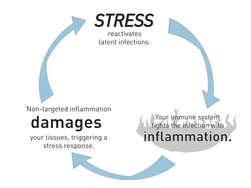 How The Cycle Of Stress Harms Your Thyroid and Immune System - Infographic - Amy Myers MD®