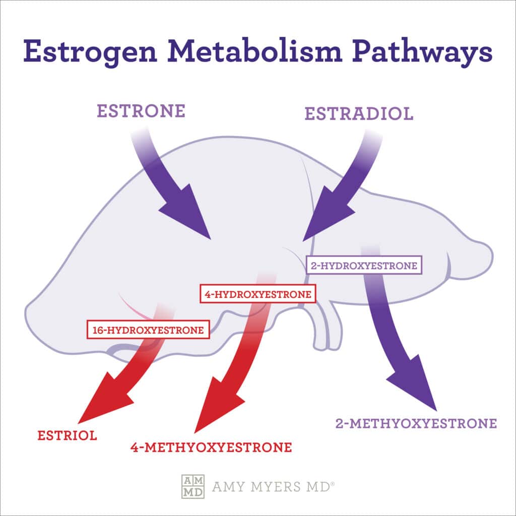 Estrogen metabolism - infographic - Amy Myers MD®