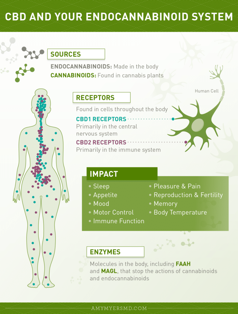 CBD And The Three Parts of Your Endocannabinoid System - Infographic - Amy Myers MD®