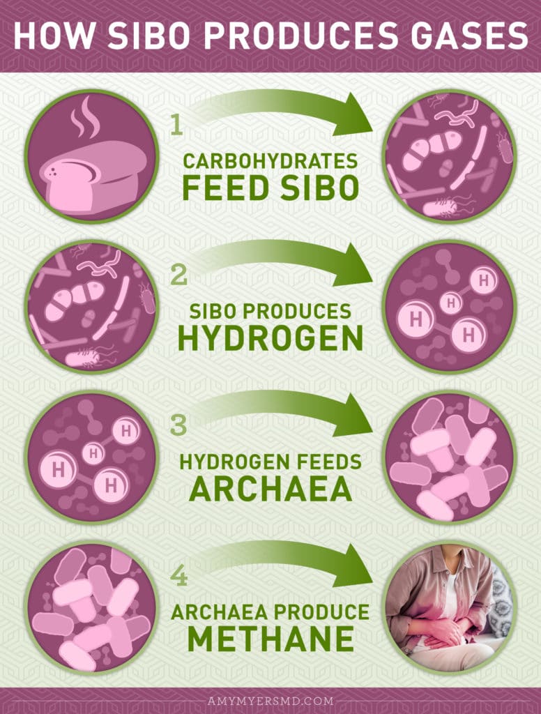 How SIBO, (Small Intestinal Bacterial Overgrowth) Produces Gas, a common SIBO symptom – Infographic - Amy Myers MD®