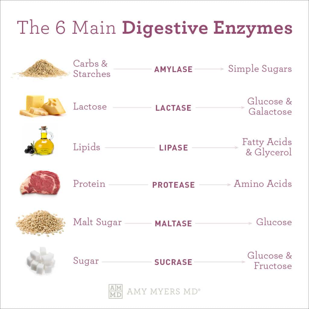 Digestive Enzymes