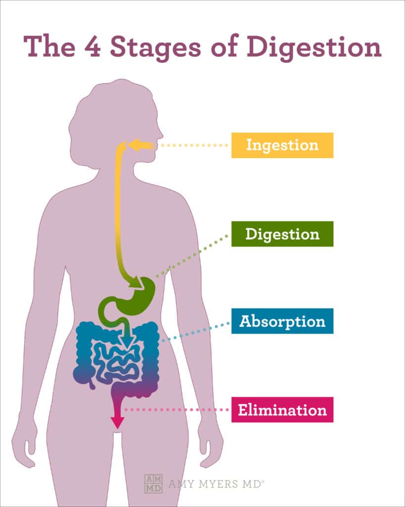 digestive enzymes benefits - infographic - Amy Myers MD®