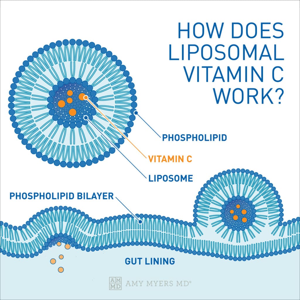 How Liposomal Vitamin C Works in Your Body - Infographic illustrating the configuration of liposomes, phospholipids, and vitamin c - Amy Myers MD®