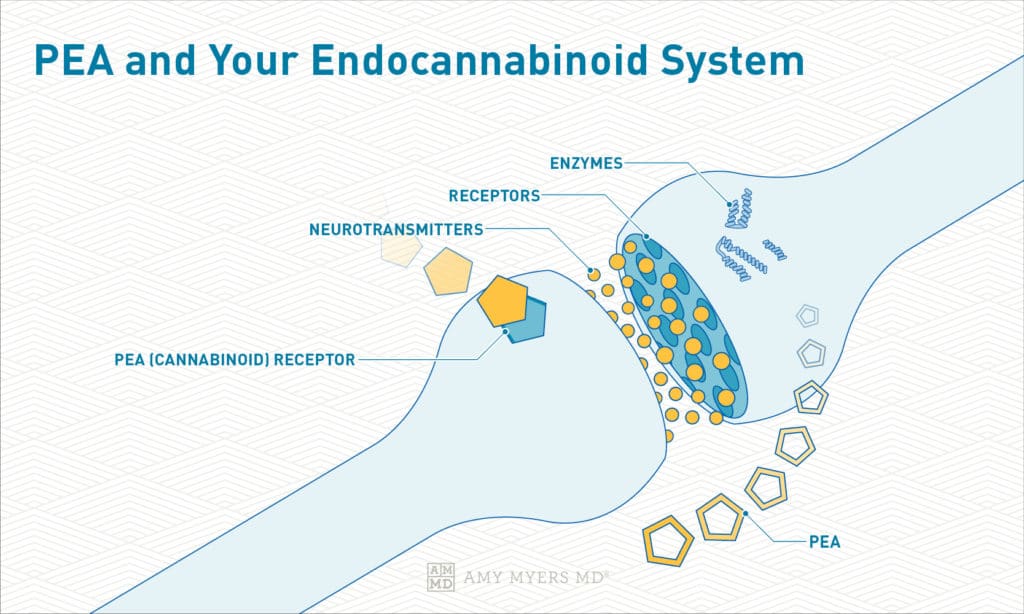 PEA and Your Endocannabinoid System - Infographic - Amy Myers MD®