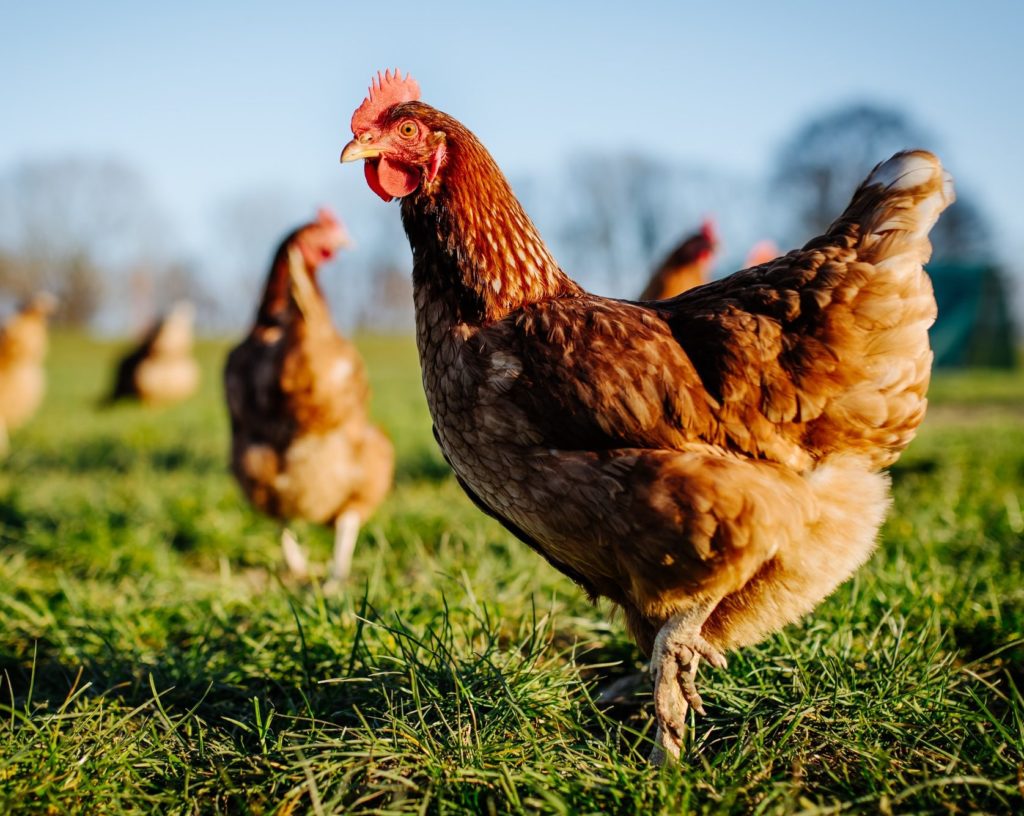 Chicken Bone Broth | Amy Myers MD