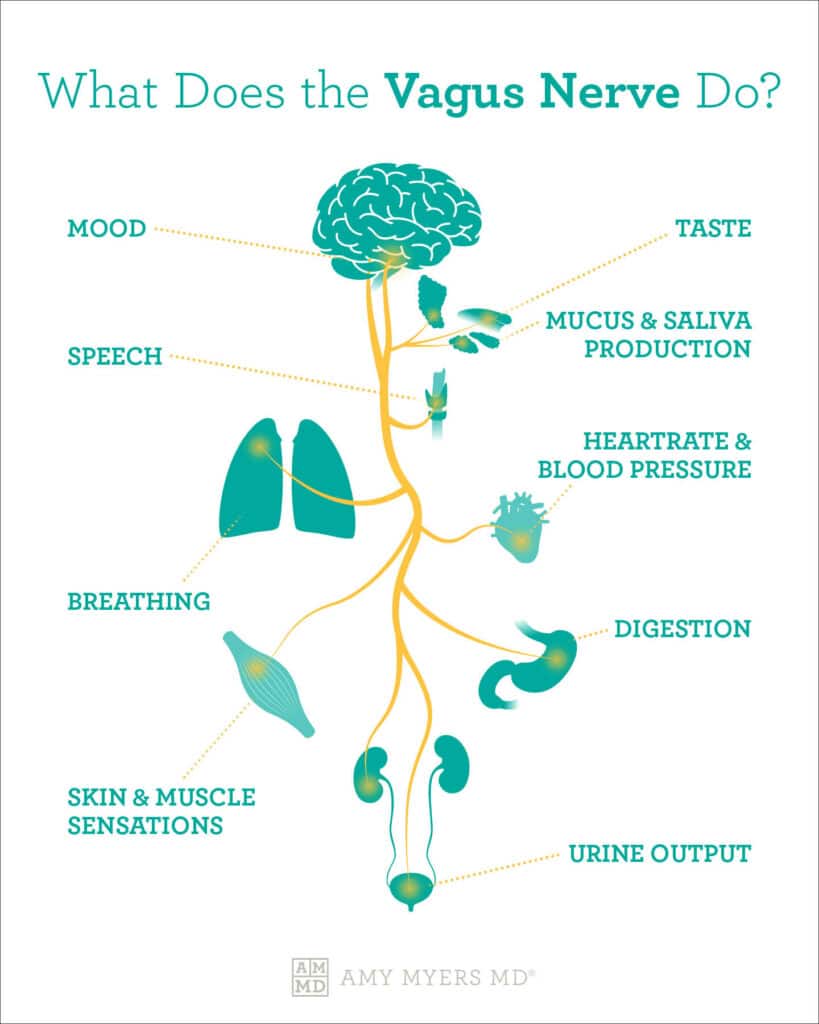 What Does the Vagus Nerve Do? - vagal tone infographic - Amy Myers MD®