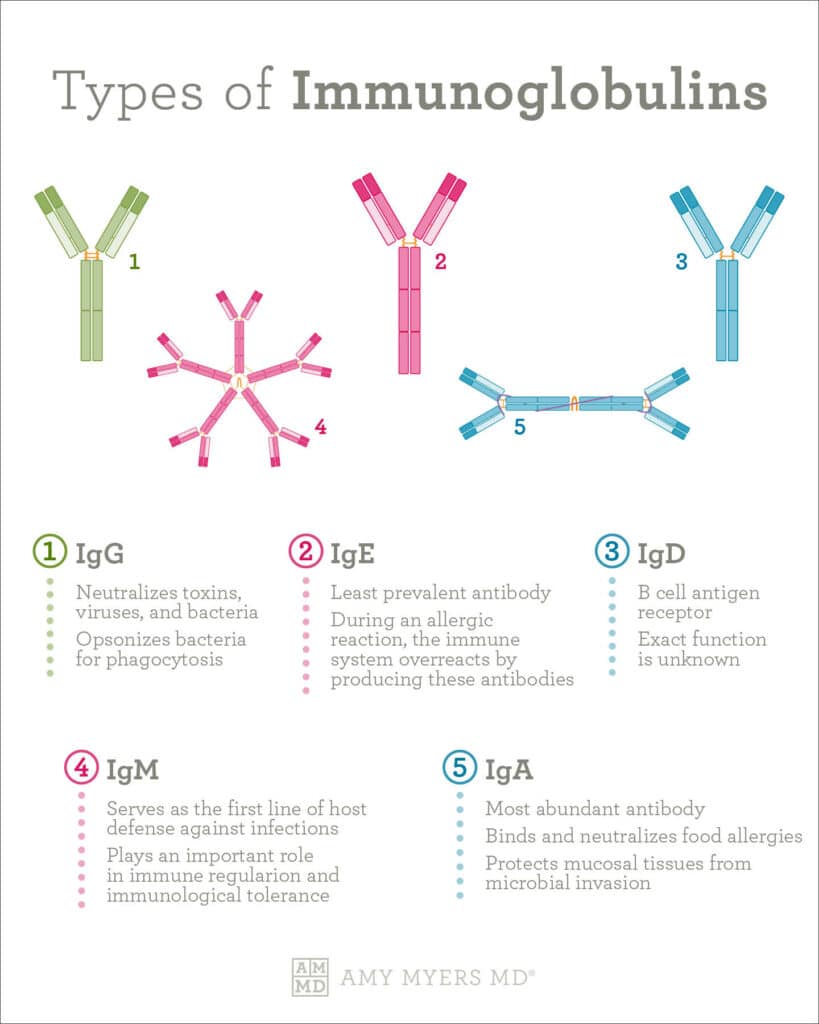 Types of Immunoglobulins - What are immunoglobulins - Infographic - Amy Myers MD®