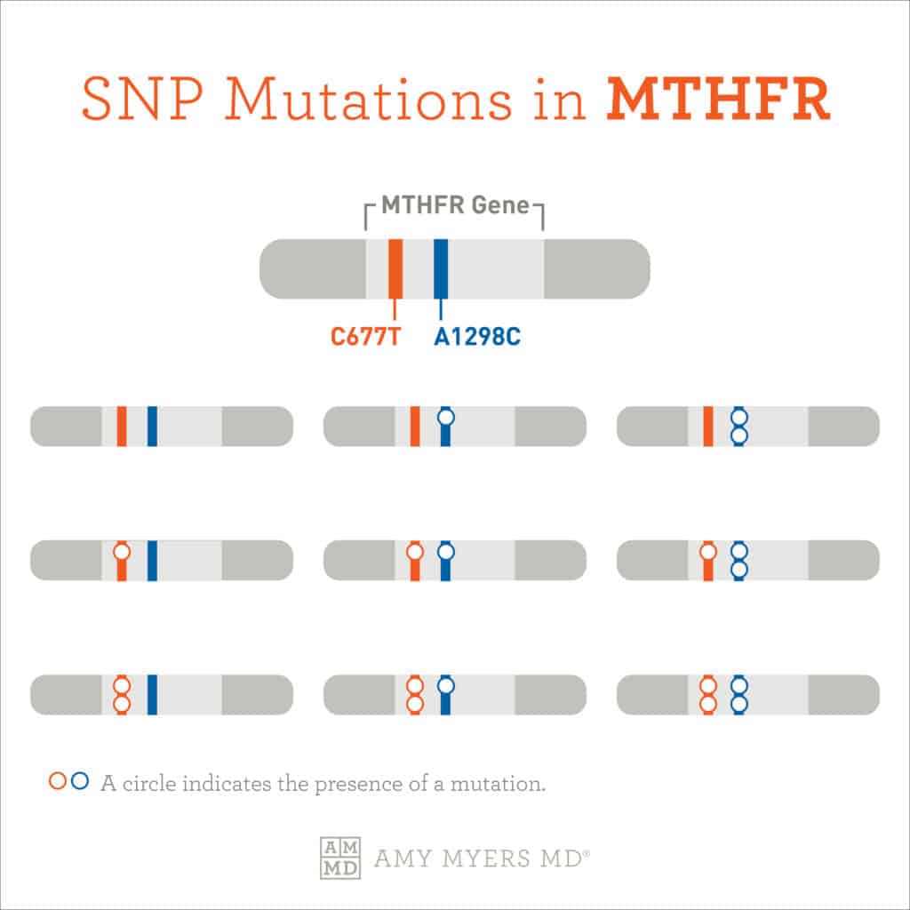 SNP Mutations in MTHFR - Infographic - Amy Myers MD