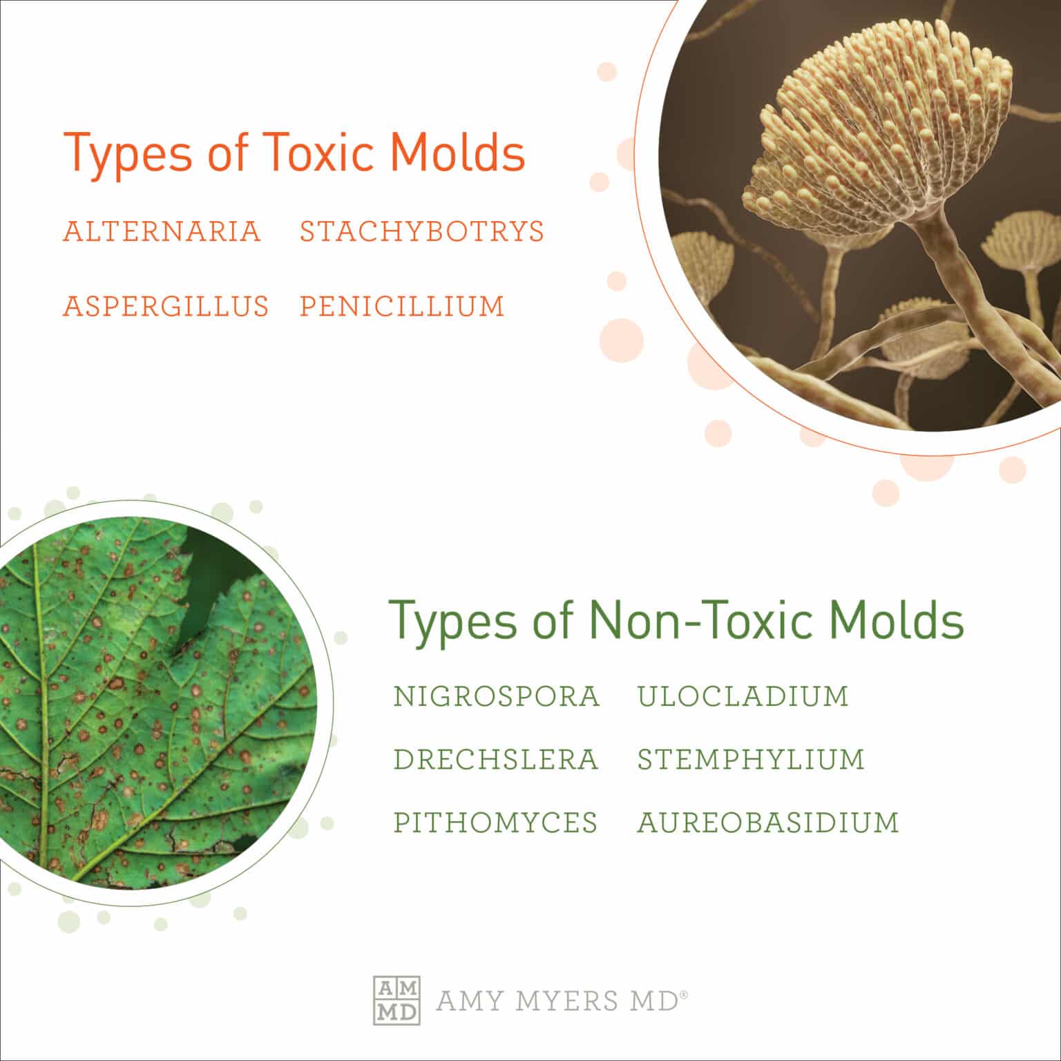 Mold and Mycotoxins Symptoms & Solutions Amy Myers MD